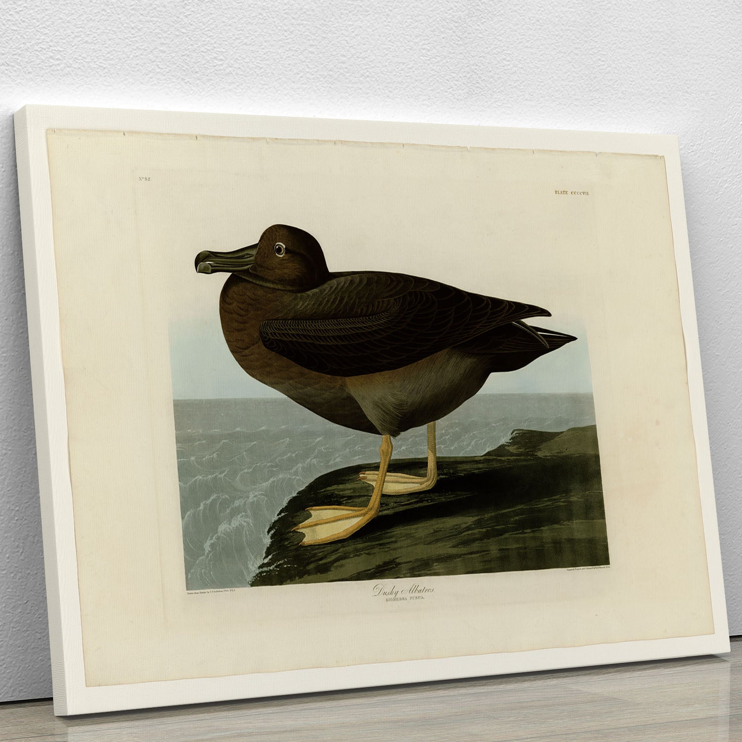 Dusky Albatros by Audubon Canvas Print or Poster - Canvas Art Rocks - 1
