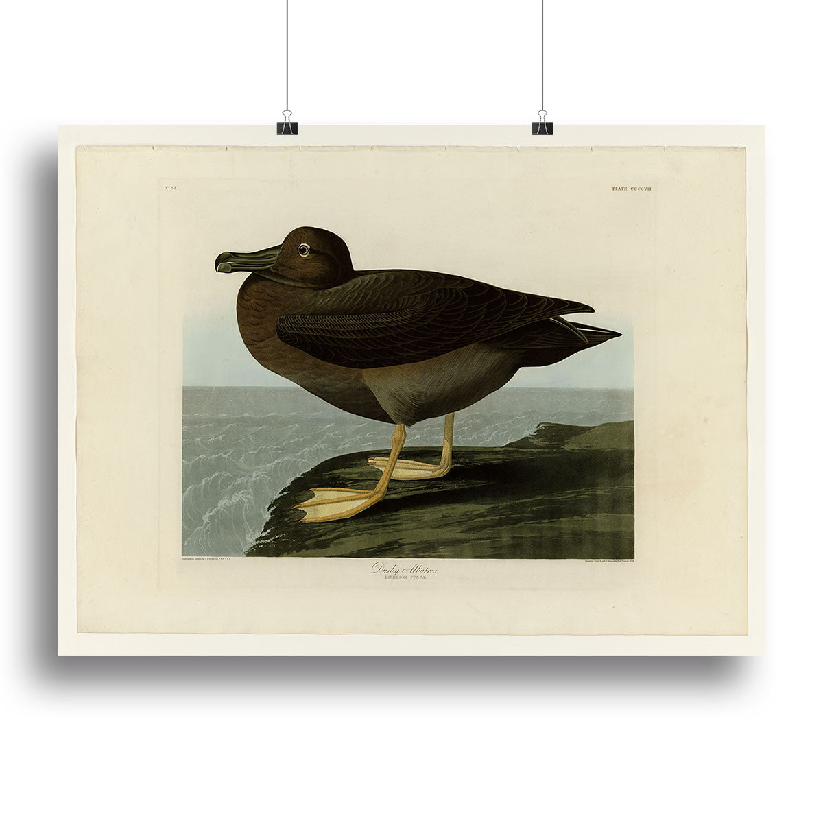 Dusky Albatros by Audubon Canvas Print or Poster - Canvas Art Rocks - 2