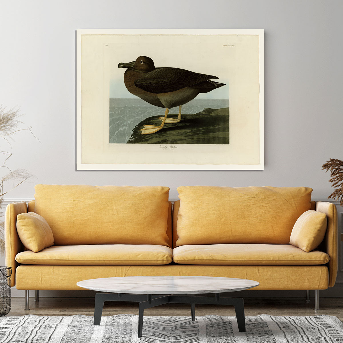 Dusky Albatros by Audubon Canvas Print or Poster - Canvas Art Rocks - 4
