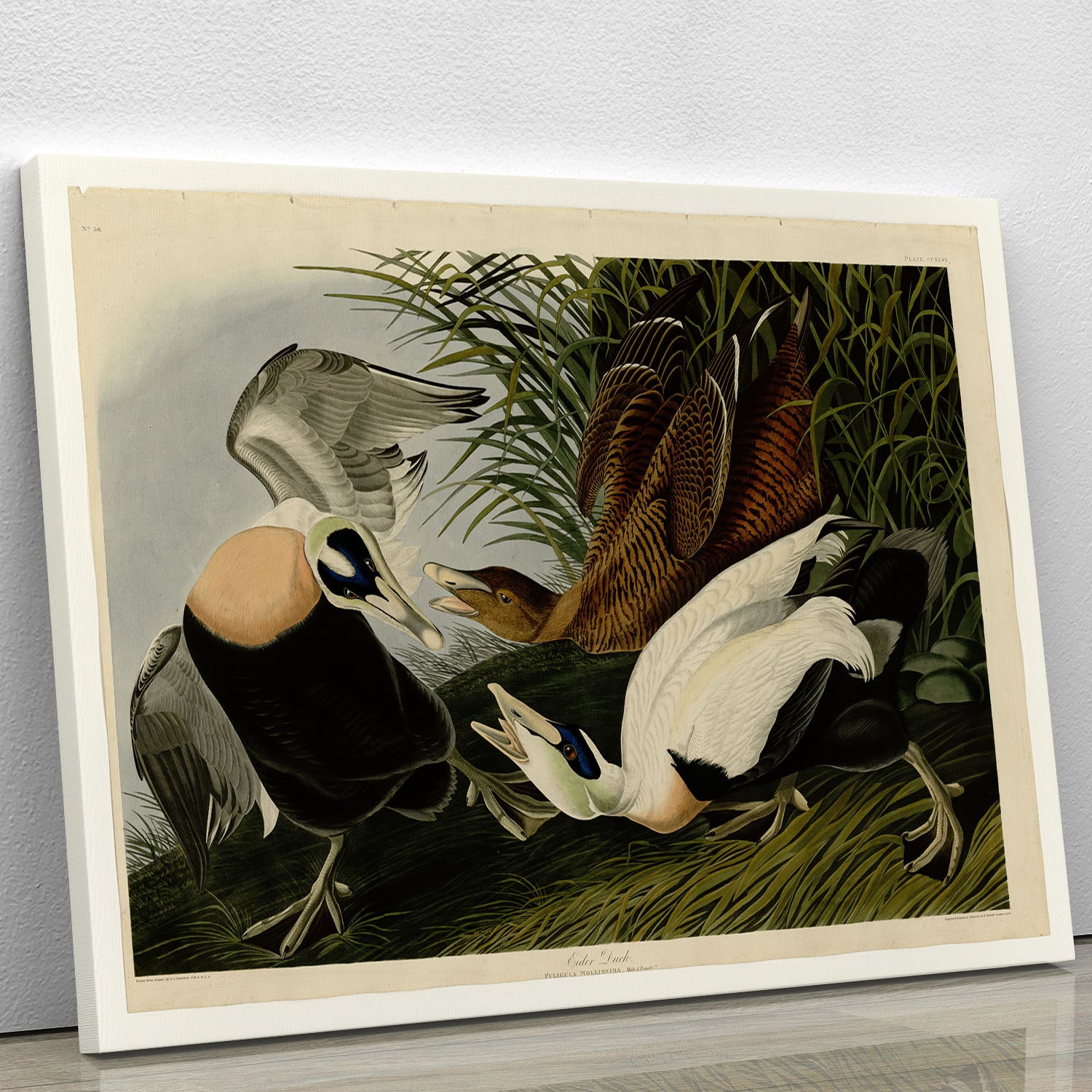 Eider Duck by Audubon Canvas Print or Poster - Canvas Art Rocks - 1
