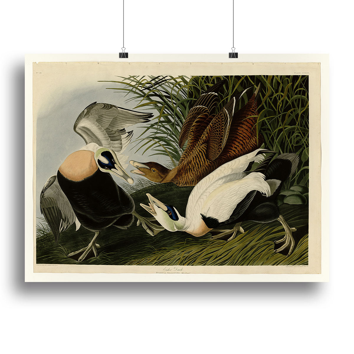 Eider Duck by Audubon Canvas Print or Poster - Canvas Art Rocks - 2