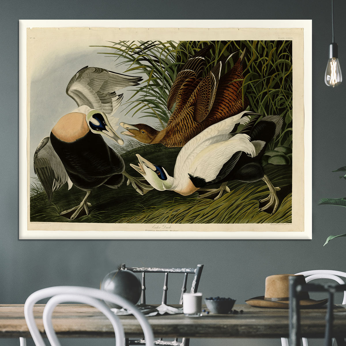 Eider Duck by Audubon Canvas Print or Poster - Canvas Art Rocks - 3