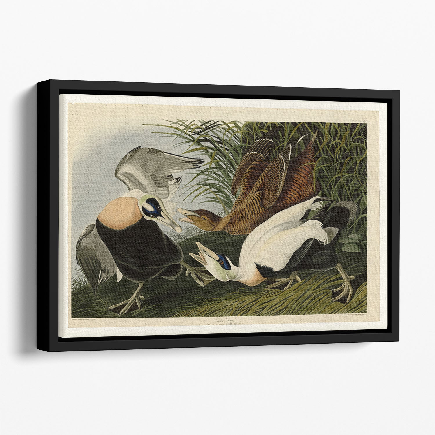 Eider Duck by Audubon Floating Framed Canvas