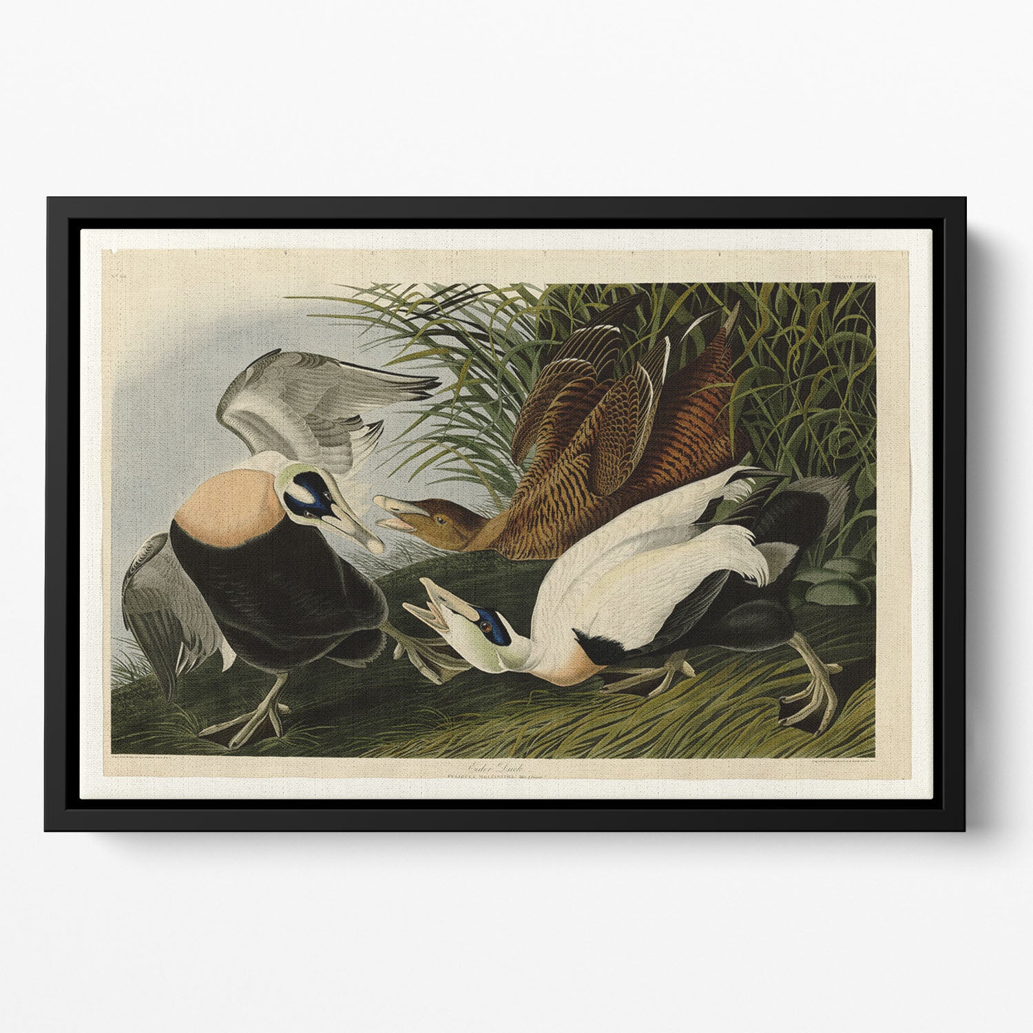 Eider Duck by Audubon Floating Framed Canvas