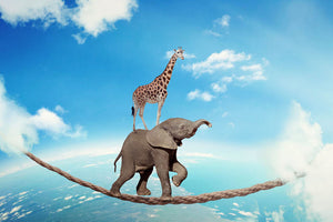 Elephant with giraffe walking on dangerous rope high in sky Wall Mural Wallpaper - Canvas Art Rocks - 1