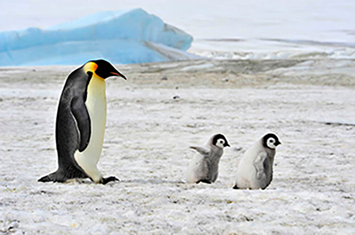 Emperor Penguin with two chicks in Antarctica Wall Mural Wallpaper