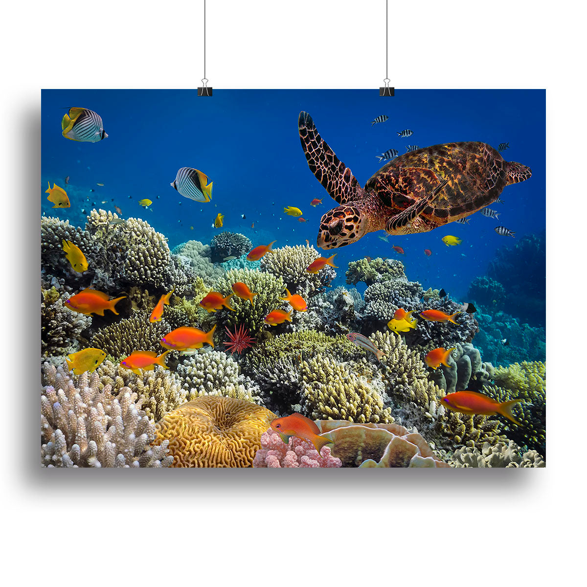 Eretmochelys imbricata floats under water Canvas Print or Poster - Canvas Art Rocks - 2