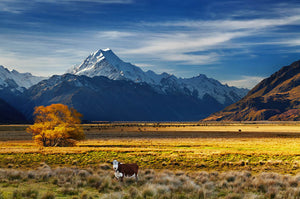 Farmland with grazing cows and Mount Cook Wall Mural Wallpaper - Canvas Art Rocks - 1
