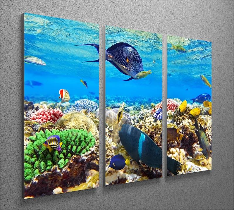 Fish in the Red Sea 3 Split Panel Canvas Print - Canvas Art Rocks - 2