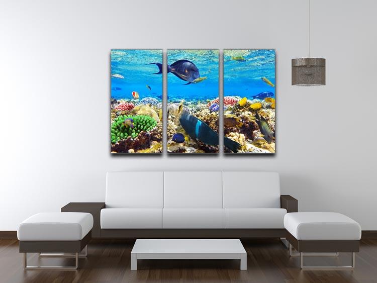 Fish in the Red Sea 3 Split Panel Canvas Print - Canvas Art Rocks - 3