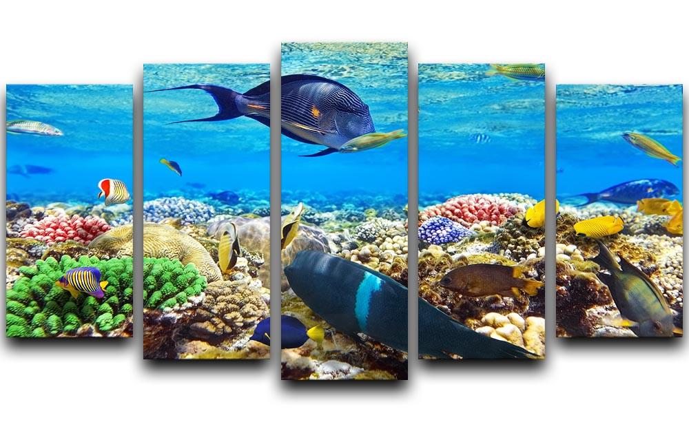 Fish in the Red Sea 5 Split Panel Canvas  - Canvas Art Rocks - 1