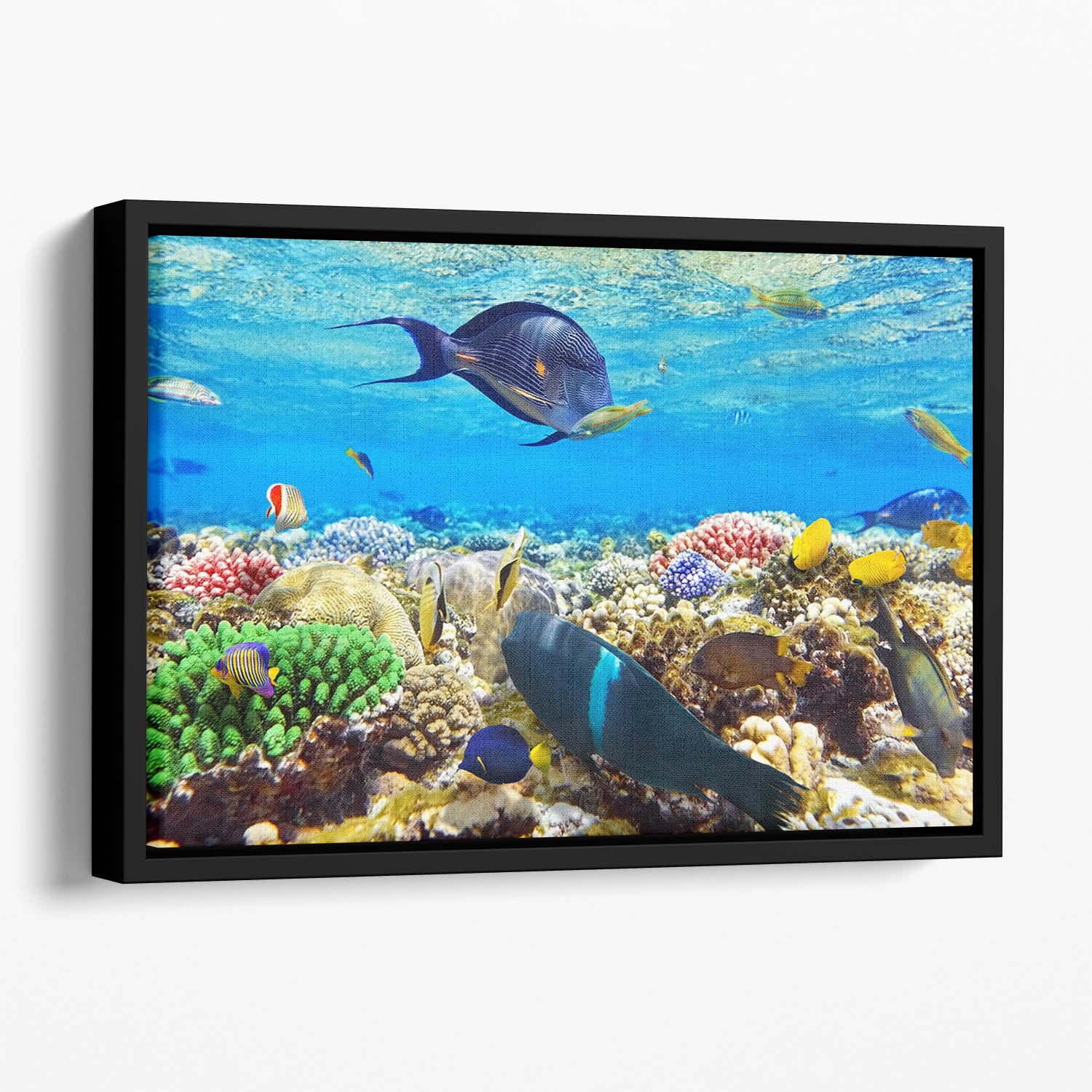 Fish in the Red Sea Floating Framed Canvas