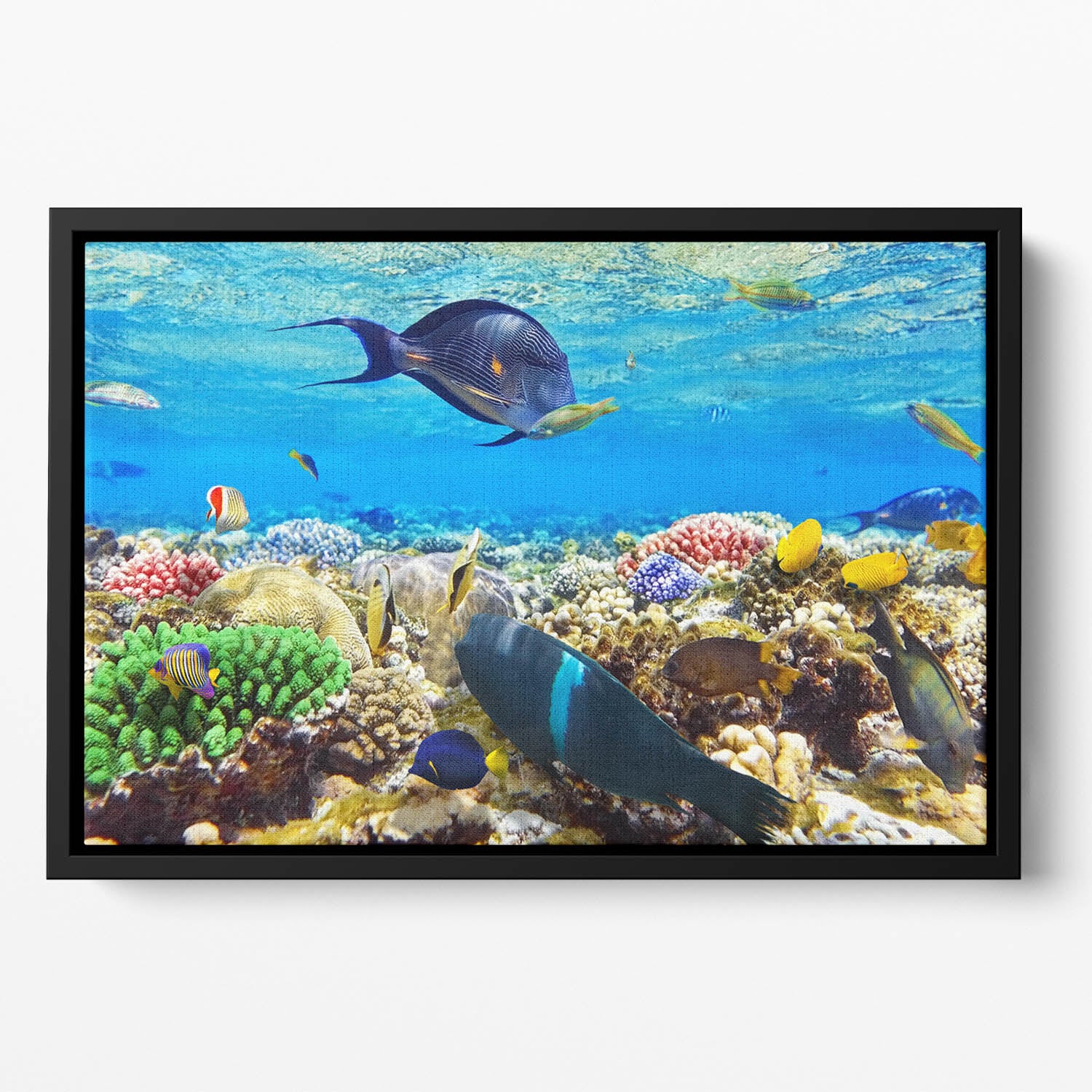 Fish in the Red Sea Floating Framed Canvas