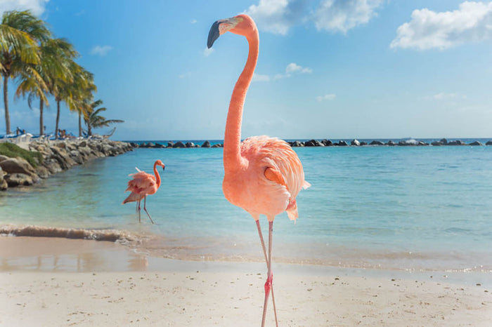 Flamingos on the Aruba beach Wall Mural Wallpaper