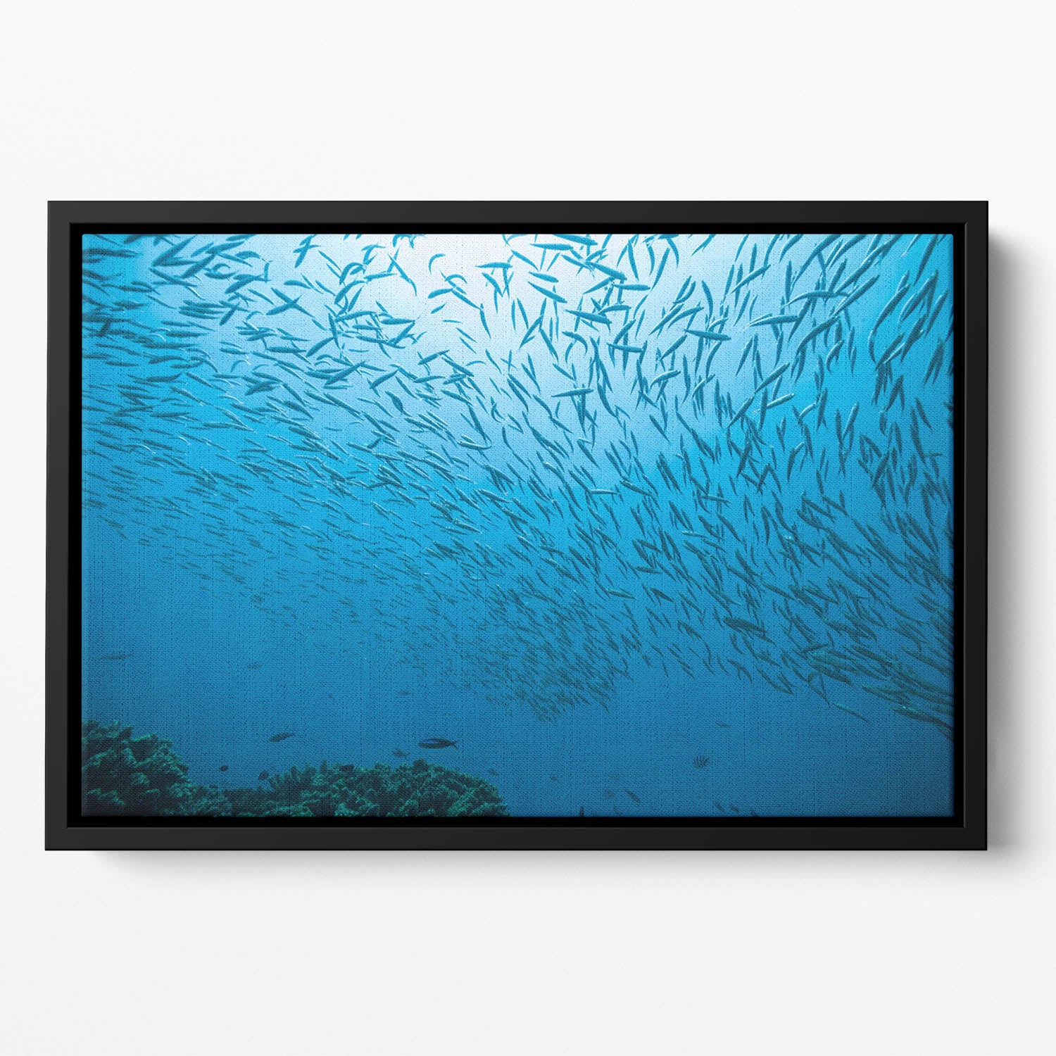 Flock of fish flowing Floating Framed Canvas