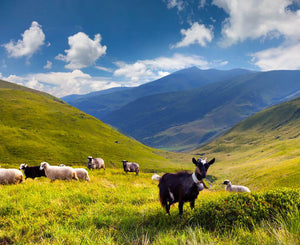 Flock of sheep and goat in the mountains Wall Mural Wallpaper - Canvas Art Rocks - 1