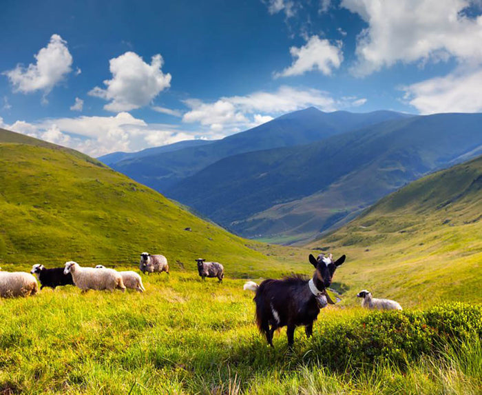 Flock of sheep and goat in the mountains Wall Mural Wallpaper