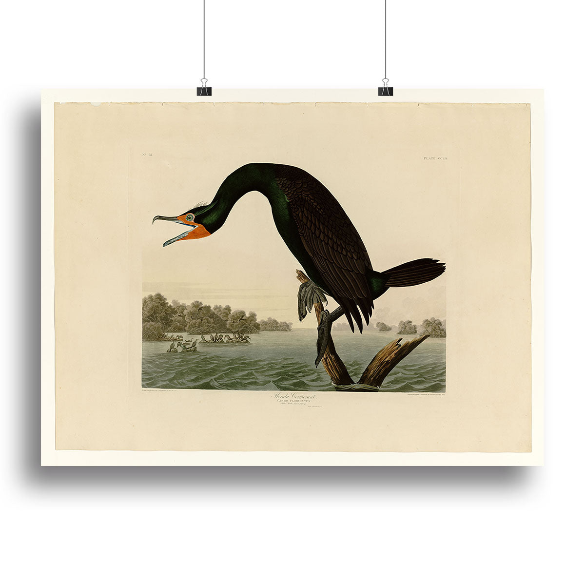 Florida Cormorant by Audubon Canvas Print or Poster - Canvas Art Rocks - 2