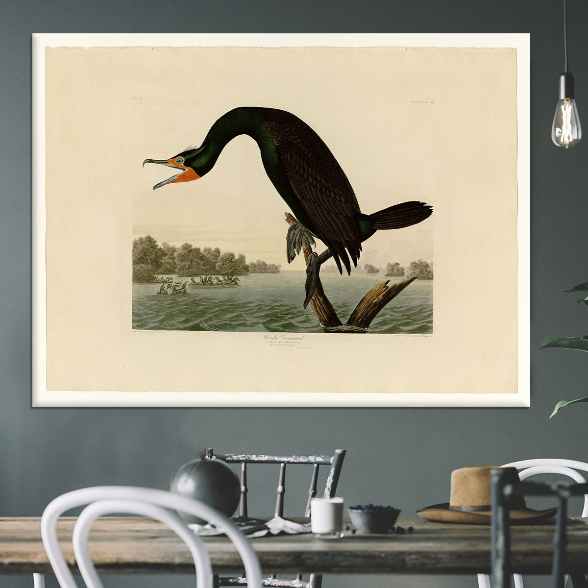 Florida Cormorant by Audubon Canvas Print or Poster - Canvas Art Rocks - 3