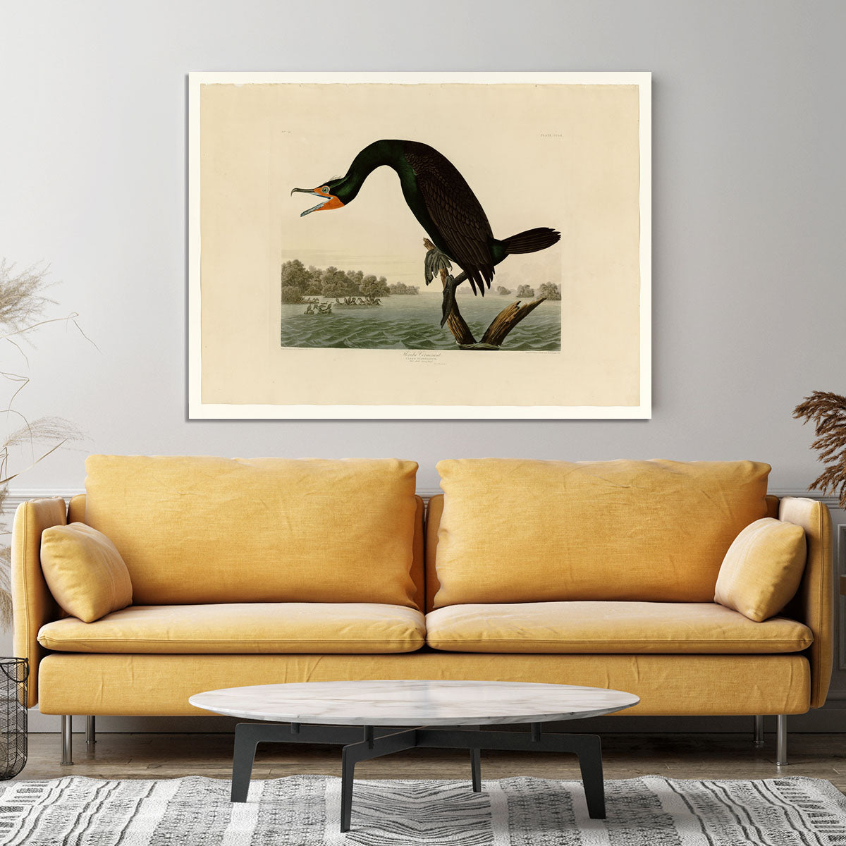 Florida Cormorant by Audubon Canvas Print or Poster - Canvas Art Rocks - 4