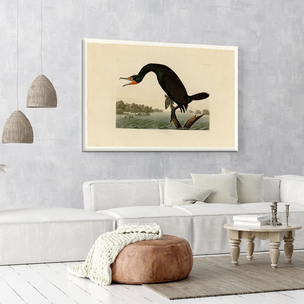 Florida Cormorant by Audubon Canvas Print or Poster - Canvas Art Rocks - 6