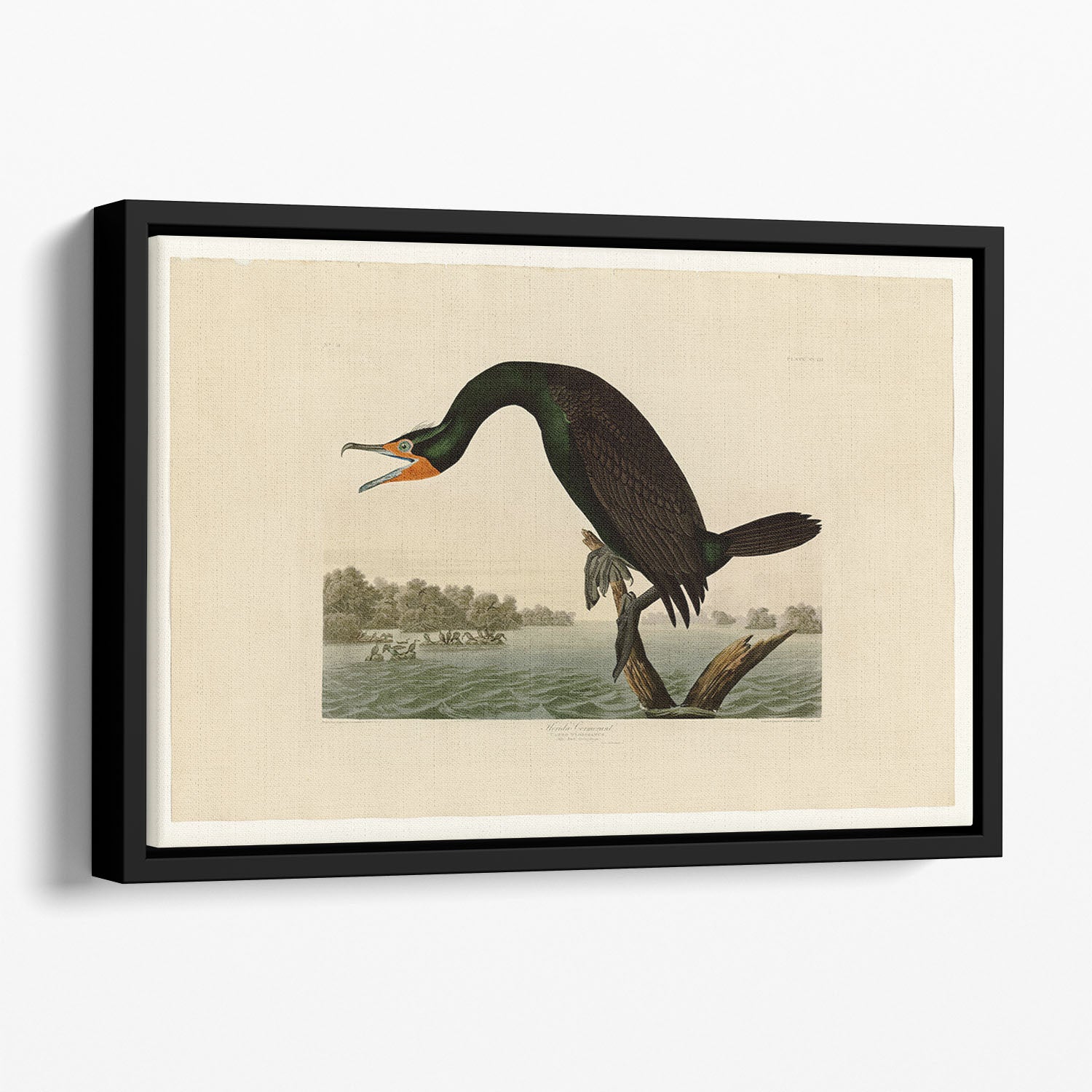 Florida Cormorant by Audubon Floating Framed Canvas