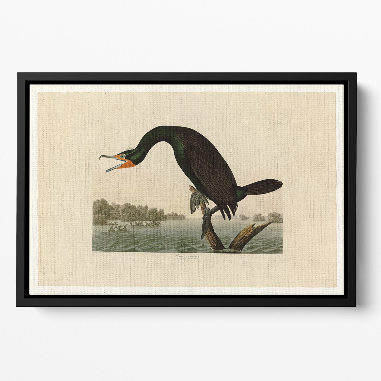 Florida Cormorant by Audubon Floating Framed Canvas