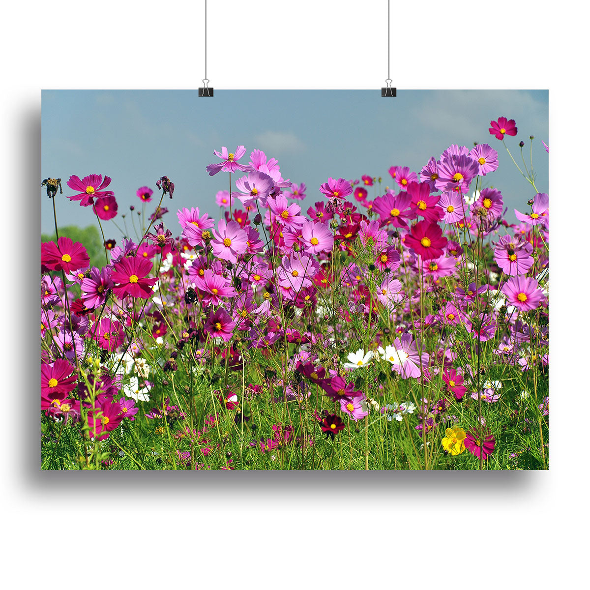 Flower field with blue sky Canvas Print or Poster - Canvas Art Rocks - 2