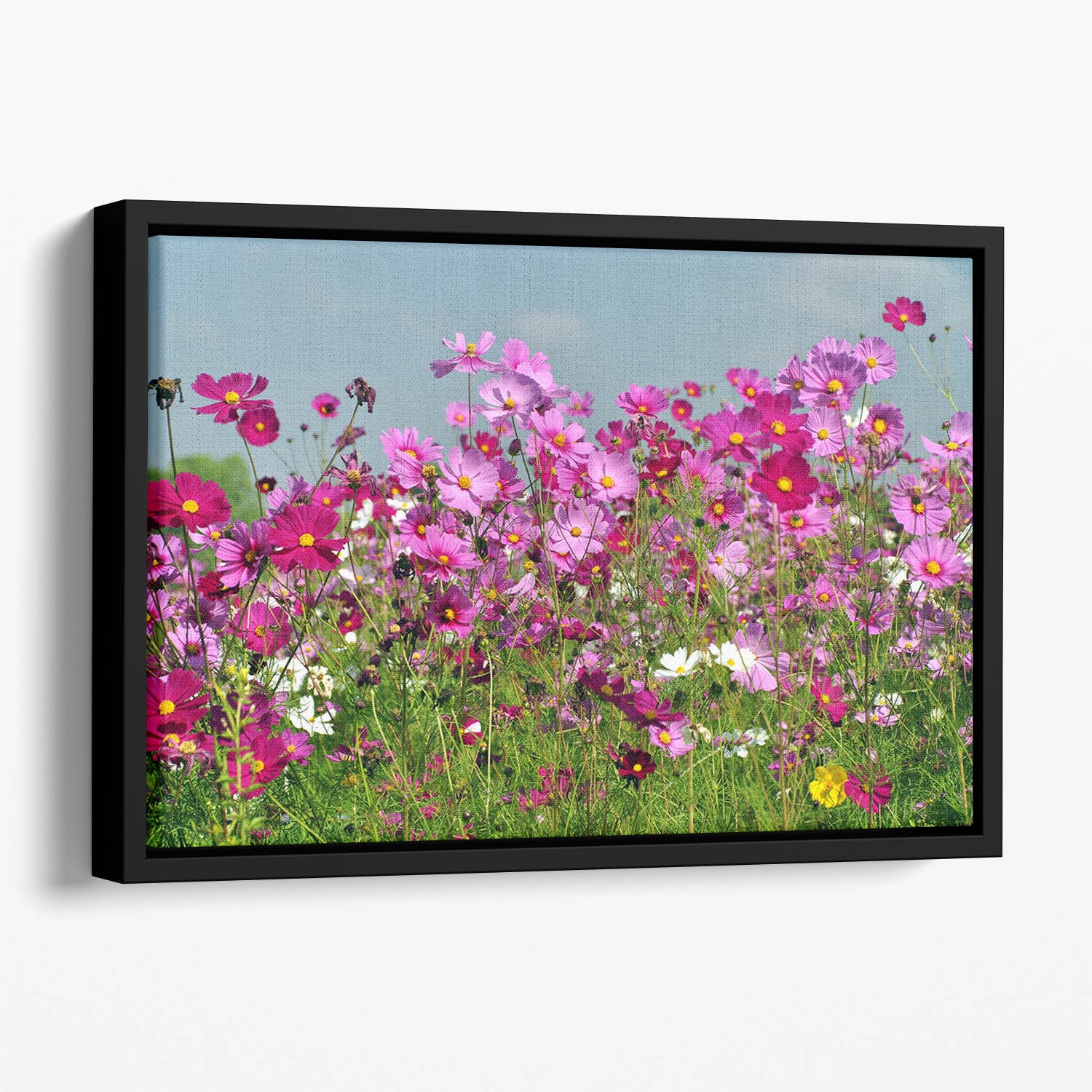 Flower field with blue sky Floating Framed Canvas