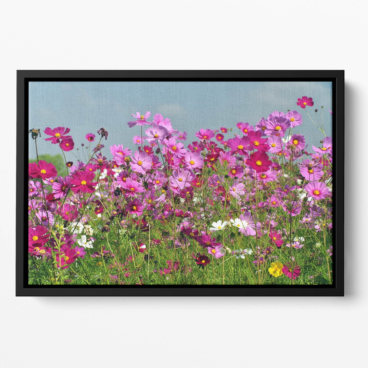 Flower field with blue sky Floating Framed Canvas