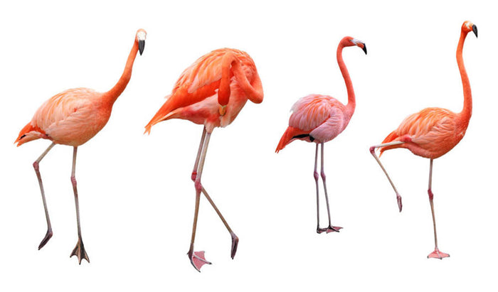Four pink flamingo birds isolated on white Wall Mural Wallpaper