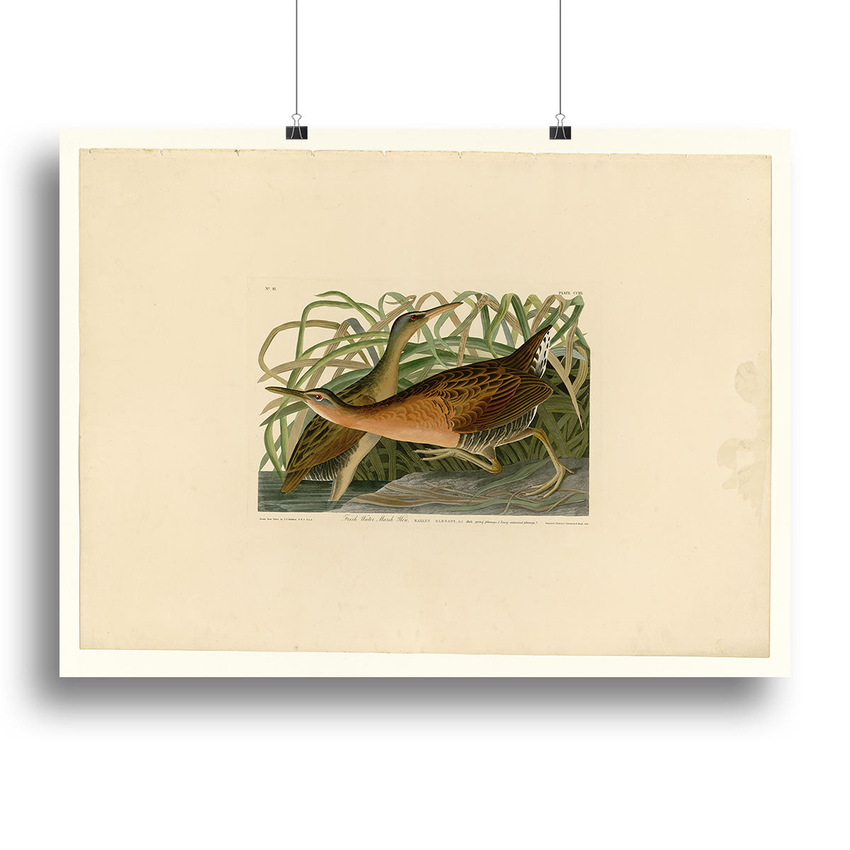 Fresh Water Marsh Hen by Audubon Canvas Print or Poster - Canvas Art Rocks - 2