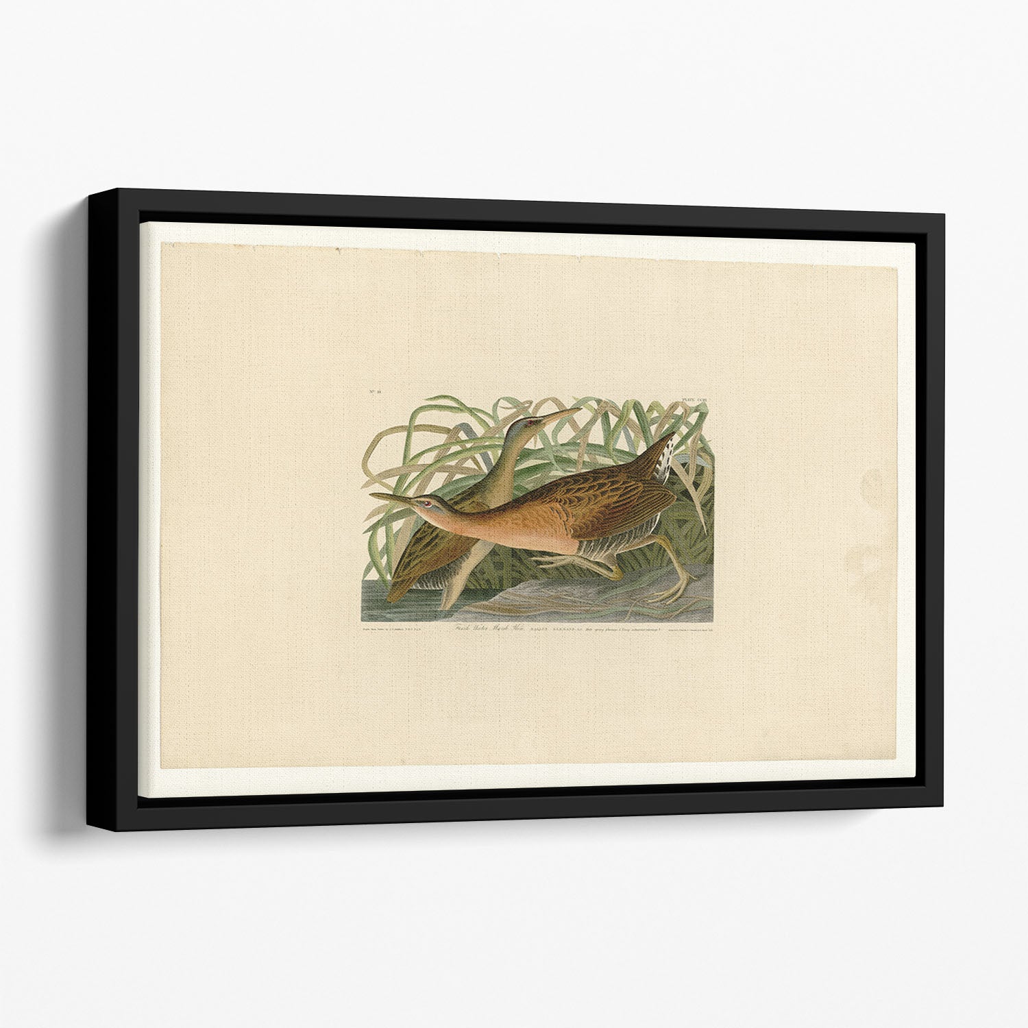 Fresh Water Marsh Hen by Audubon Floating Framed Canvas