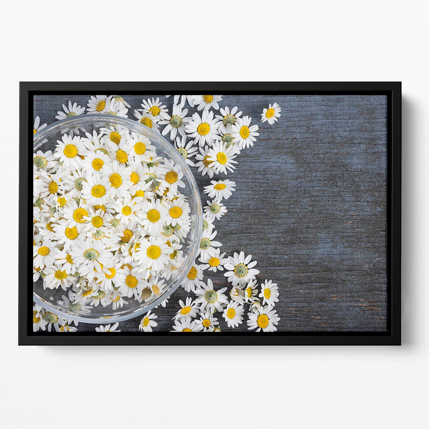 Fresh medicinal roman chamomile flower Floating Framed Canvas