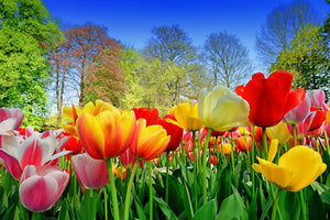 Fresh multicolored tulips in a spring park Wall Mural Wallpaper - Canvas Art Rocks - 1