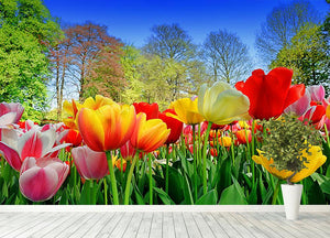 Fresh multicolored tulips in a spring park Wall Mural Wallpaper - Canvas Art Rocks - 4