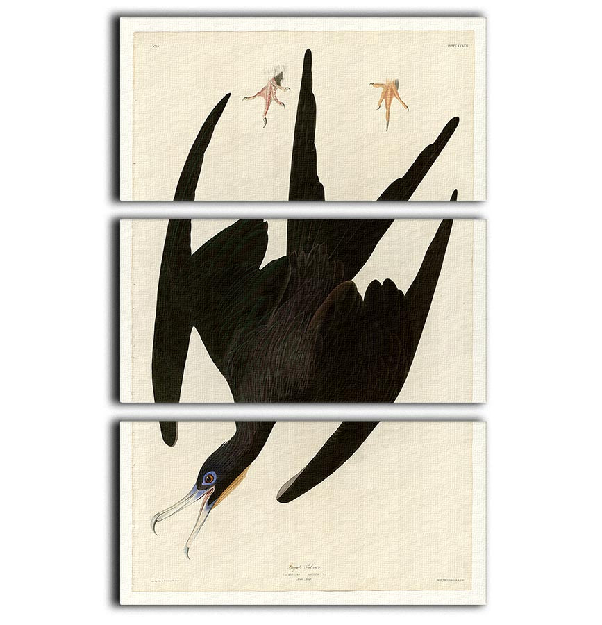 Frigate Pelican by Audubon 3 Split Panel Canvas Print - Canvas Art Rocks - 1