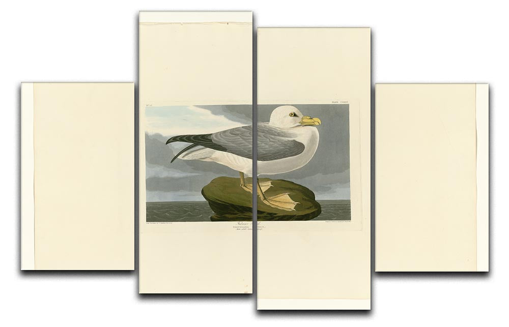 Fulmar Petrel by Audubon 4 Split Panel Canvas - Canvas Art Rocks - 1