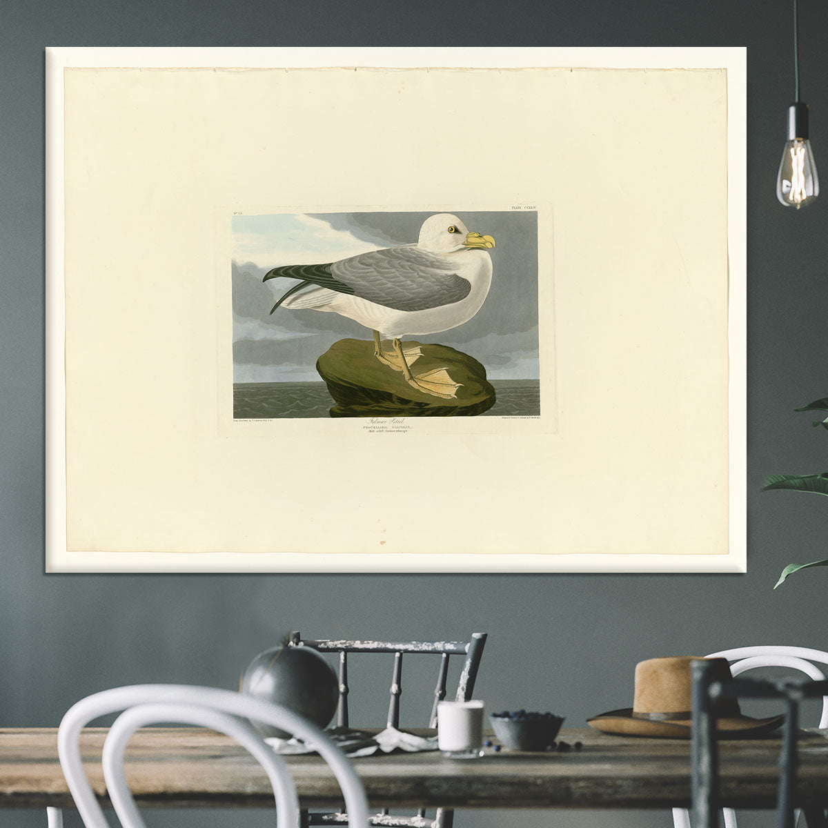 Fulmar Petrel by Audubon Canvas Print or Poster - Canvas Art Rocks - 3