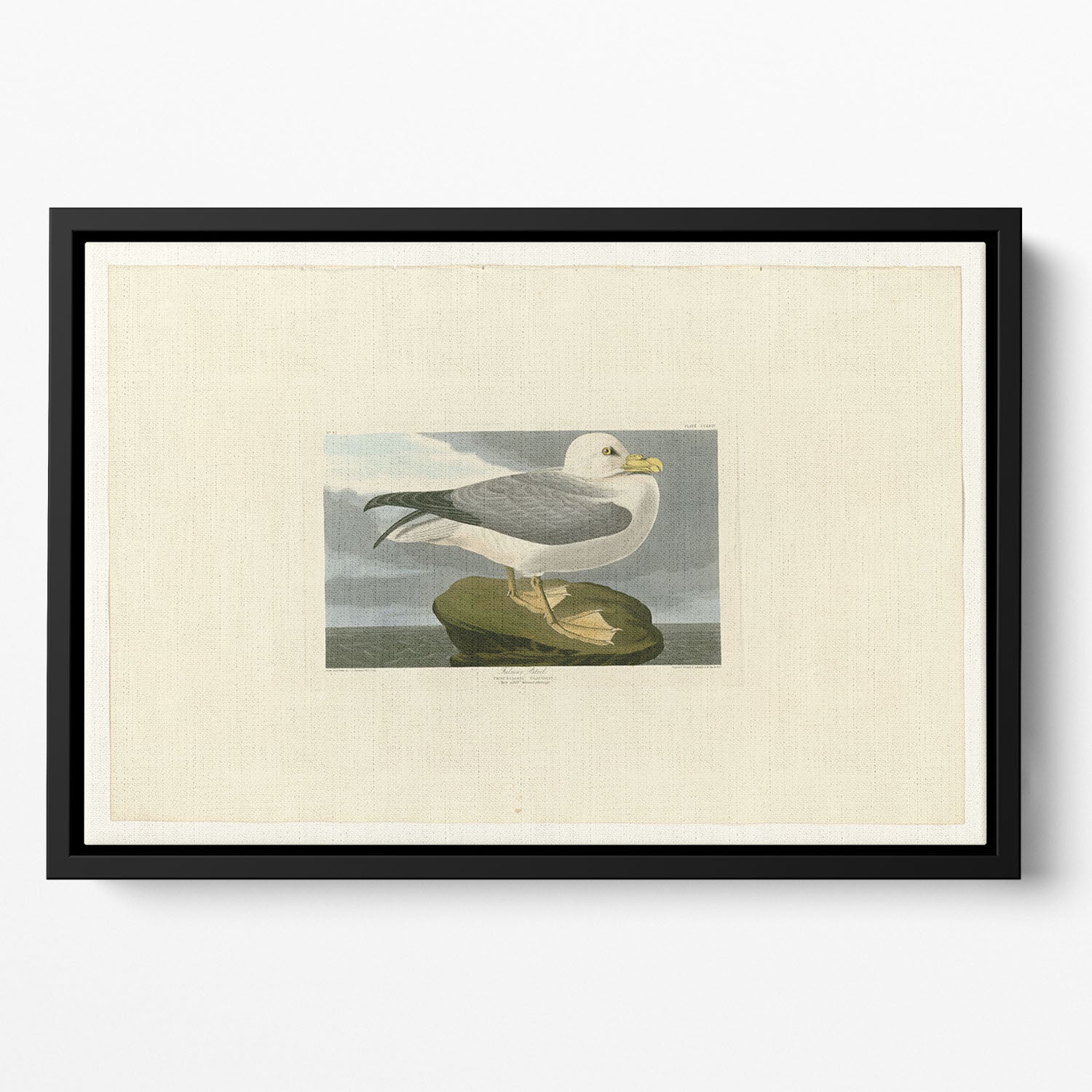 Fulmar Petrel by Audubon Floating Framed Canvas