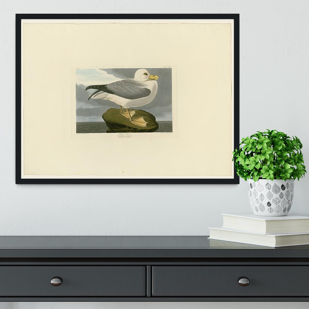 Fulmar Petrel by Audubon Framed Print - Canvas Art Rocks - 2