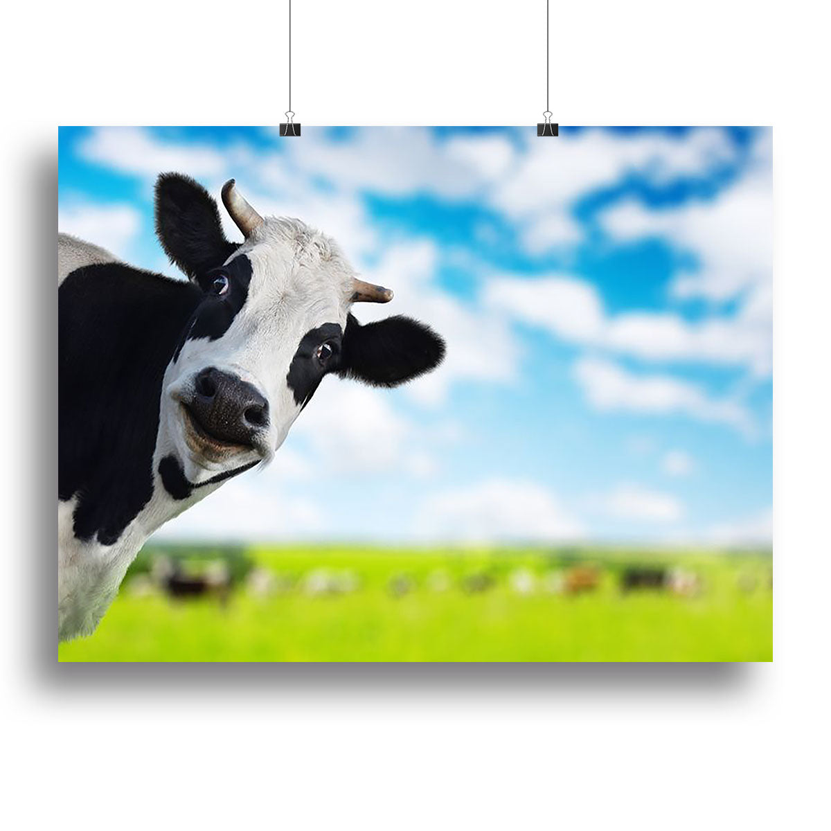 Funny cow looking to a camera Canvas Print or Poster - Canvas Art Rocks - 2