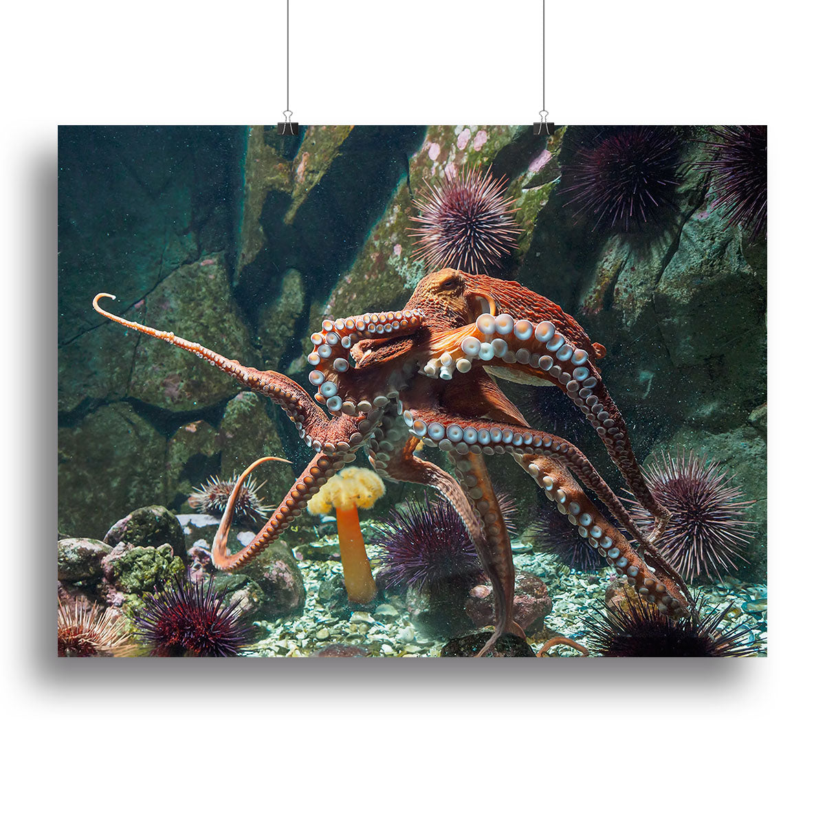 Giant Pacific octopus Canvas Print or Poster - Canvas Art Rocks - 2