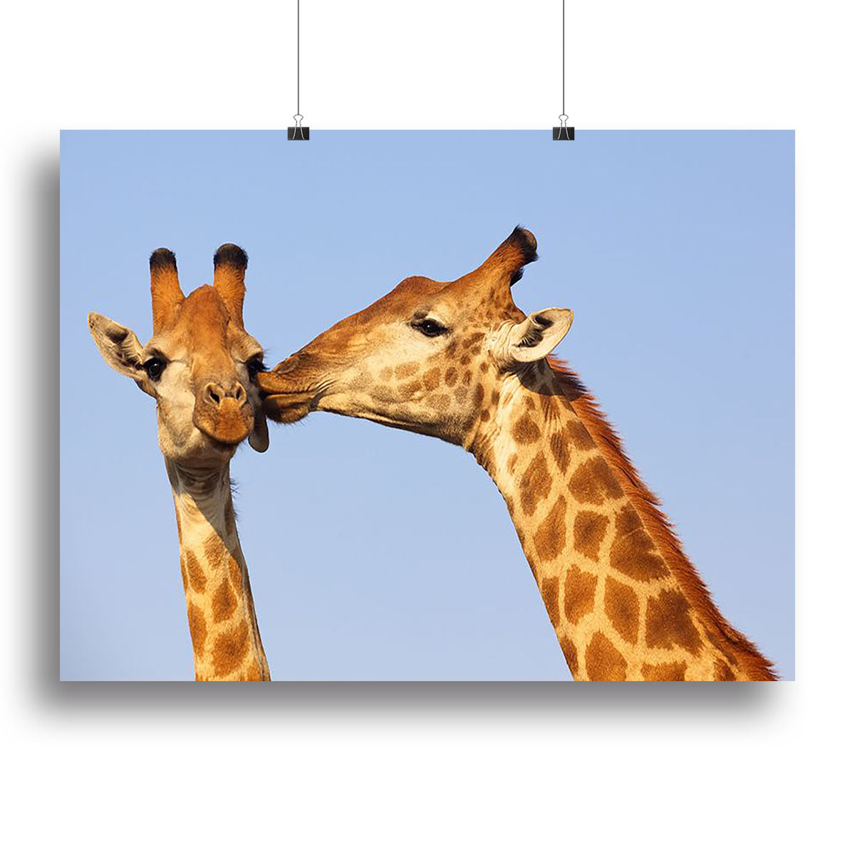 Giraffe pair bonding Canvas Print or Poster - Canvas Art Rocks - 2