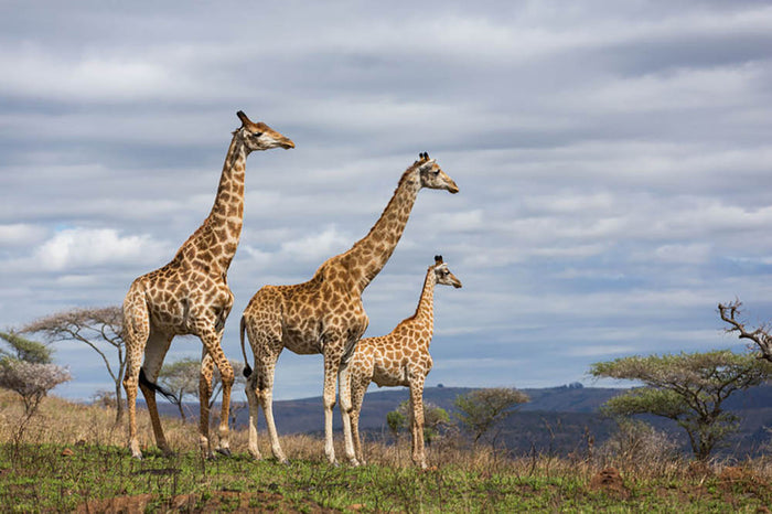 Giraffes in south africa game reserve Wall Mural Wallpaper