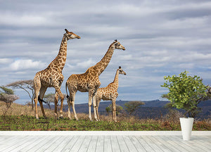 Giraffes in south africa game reserve Wall Mural Wallpaper - Canvas Art Rocks - 4