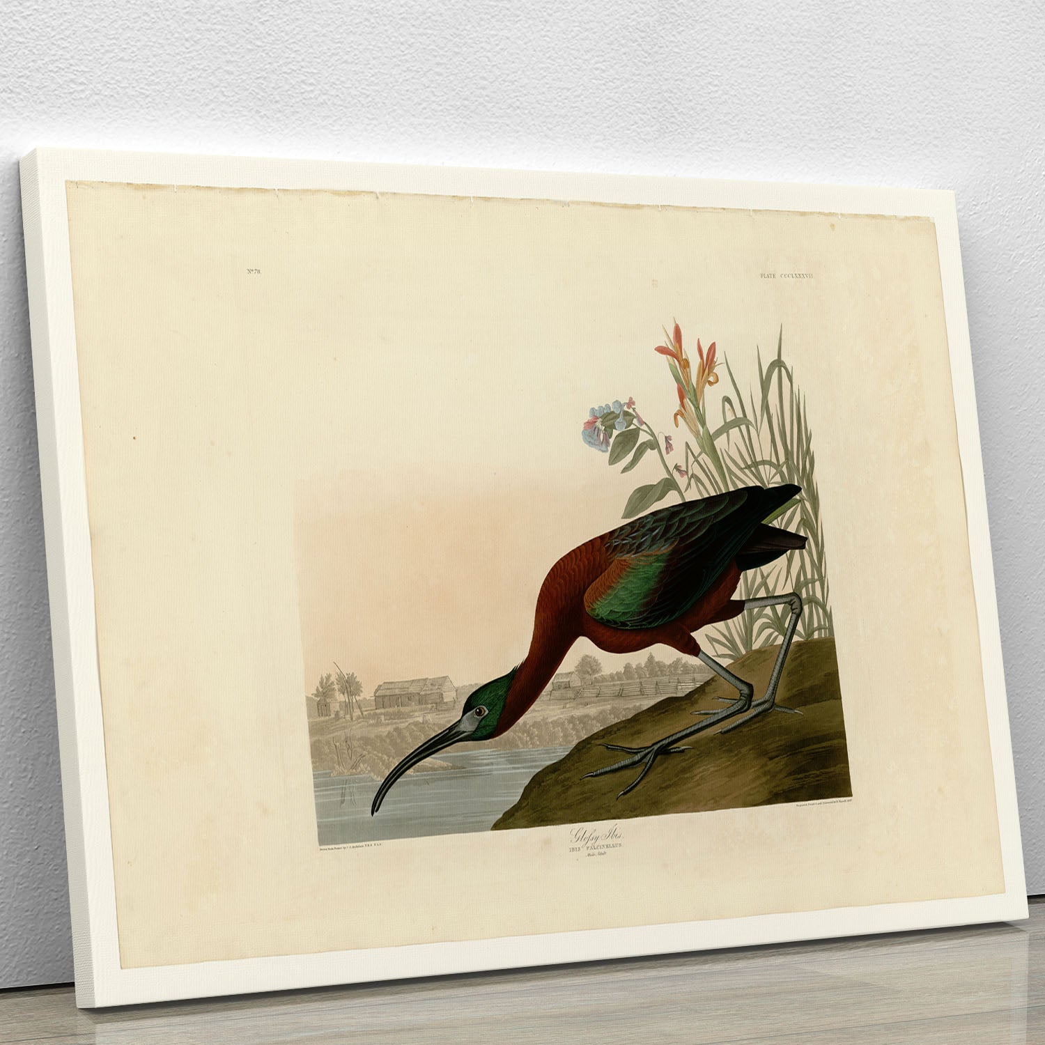 Glossy Ibis by Audubon Canvas Print or Poster - Canvas Art Rocks - 1