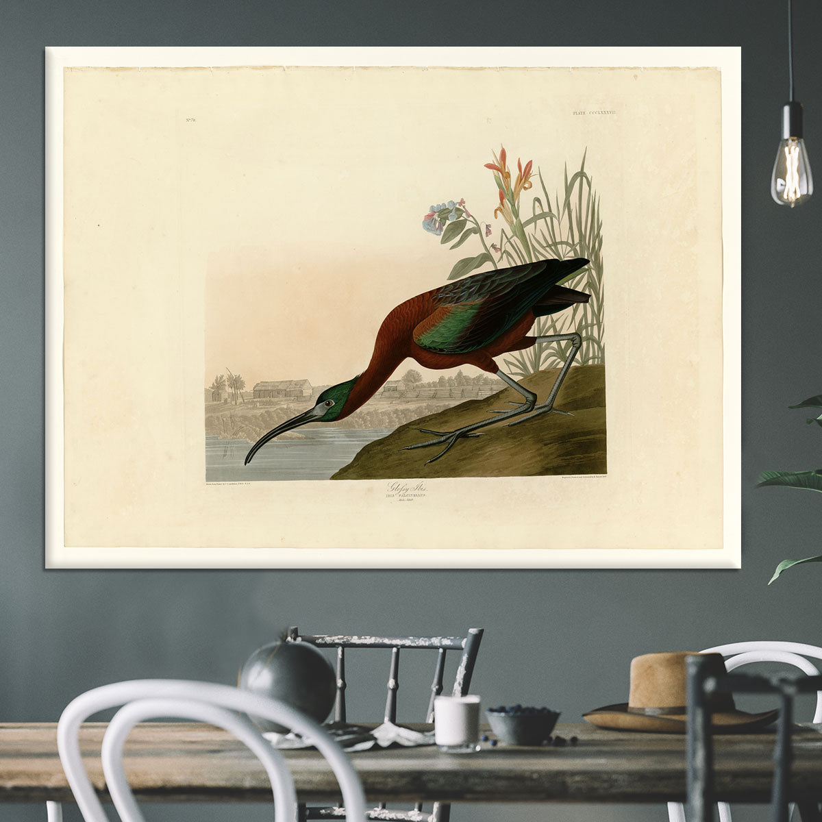 Glossy Ibis by Audubon Canvas Print or Poster - Canvas Art Rocks - 3