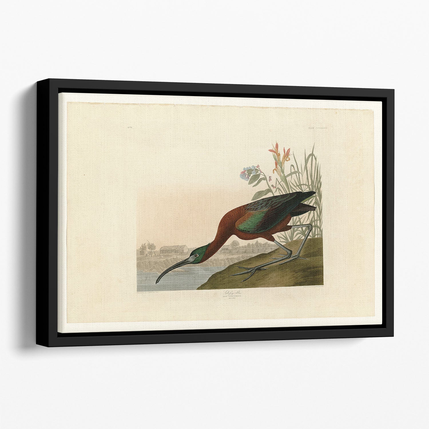 Glossy Ibis by Audubon Floating Framed Canvas