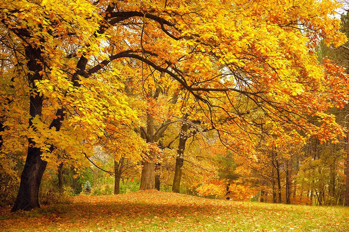 Gold Trees in a park Wall Mural Wallpaper